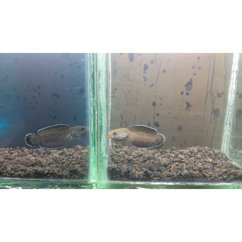 chana andrao size 6 7 cm Free stiker