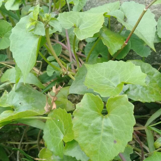 

DAUN SEMBUNG RAMBAT SEGAR 500 GRAM [ fresh produk ]