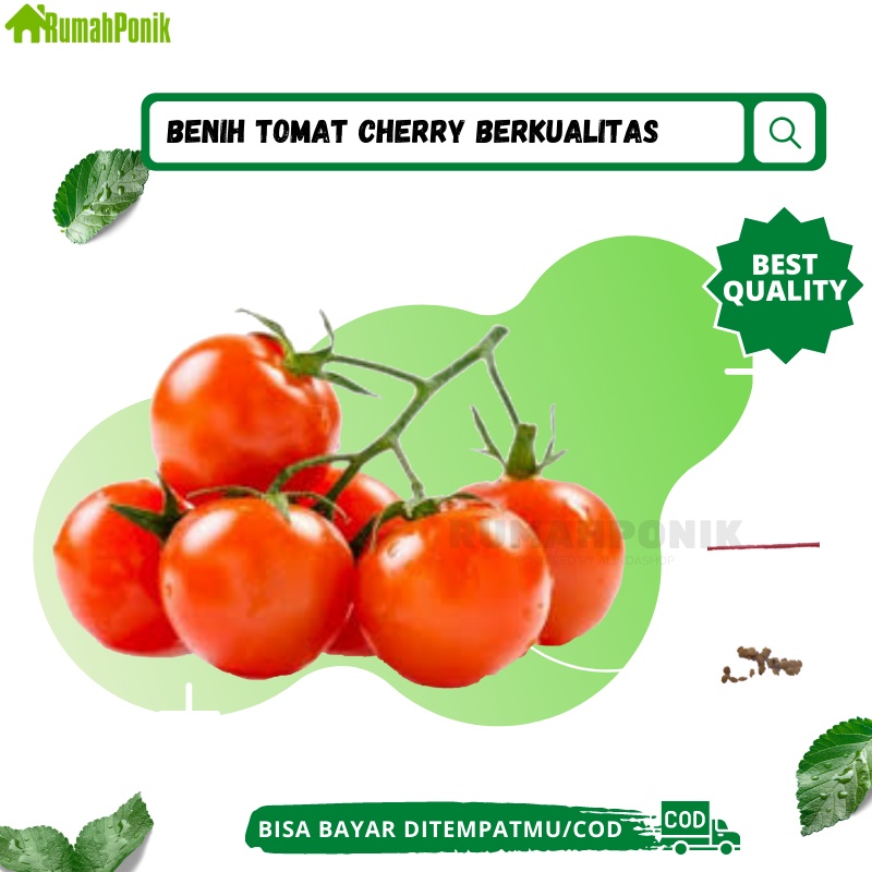 Puluhan Benih Buah Tomat Cherry / Benih Tomat Cherry / Bibit Tomat Cherry