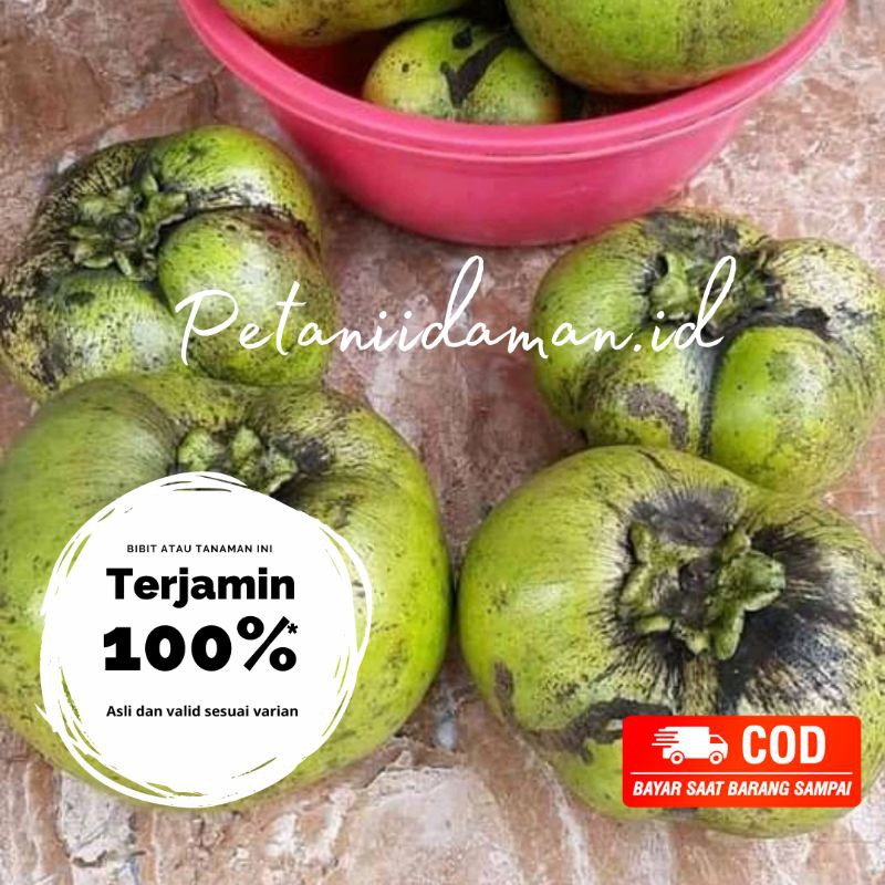 BIBIT / BENIH / TANAMAN TAMAN HIAS / BUAH BLACK SAPOTE SUPER JUMBO MANIS GROSIR MURAH UNGGUL