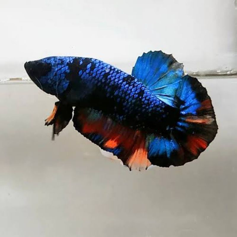 ikan cupang avatar / cupang nemo avatar cooper / cupang avatar