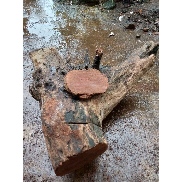 Bahn lempengan galih awar awar asli dari Mbah Mustolih Masjid Sakatunggal Cikakak | Bahan tasbih gel