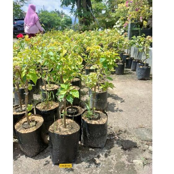 SALEE.. bibit bunga kertas- bougenville 5 warna..