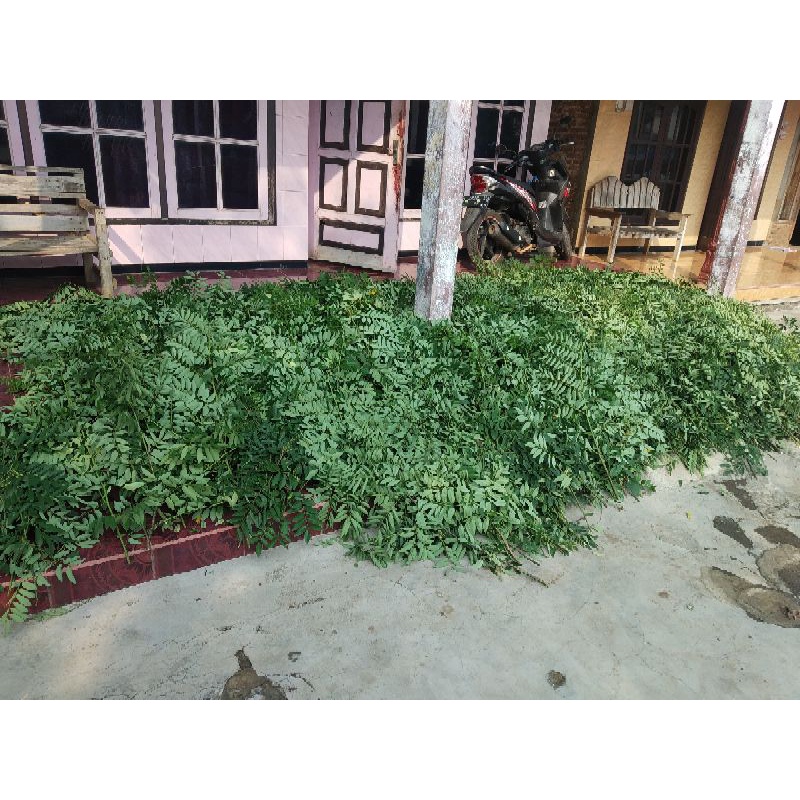 Hay  Indigofera Full Daun Pakan Kelinci (500gram)