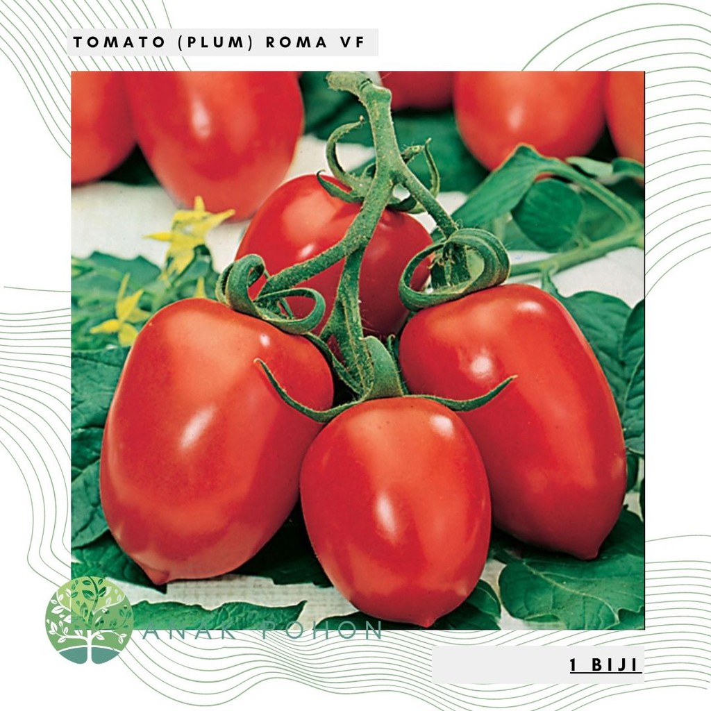 Benih Bibit Biji - Tomato (Plum) Roma VF Seeds - IMPORT