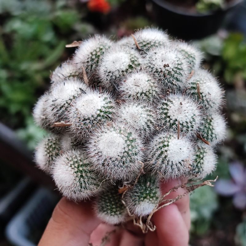 Kaktus Parodia Scopa Cluster Ownroot / Kaktus Scopa Ownroot Cluster