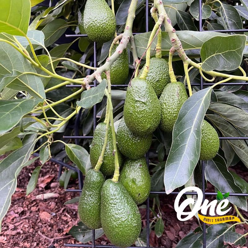 Bibit Alpukat Hass Australia Original