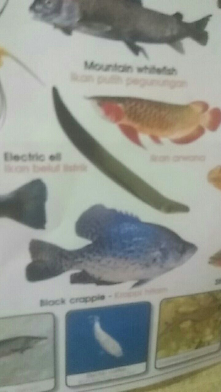 Couple Gamis Kombinasi Gamis Mewah Kualitas Oke Gamis Couple Batiktradisional Batik Sayfuul Fhasion