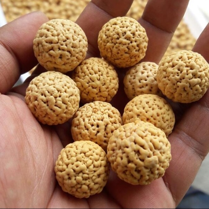 

Biji Buah Jenitri 1kg MURNI / LONJONG / BENIH / BIJI HERBAR / LOKAL / INDONESIA