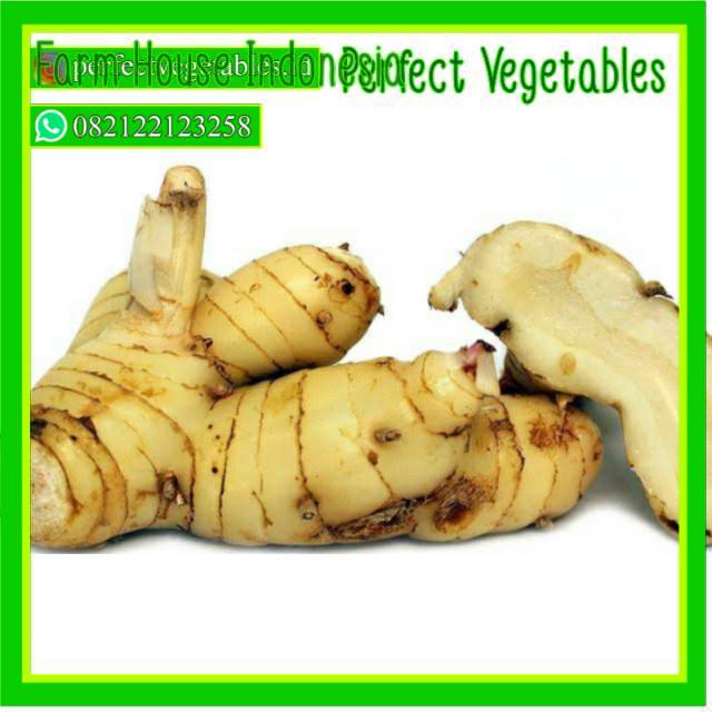 

Perfect Vegetables bumbu segar lengkuas 250 gram