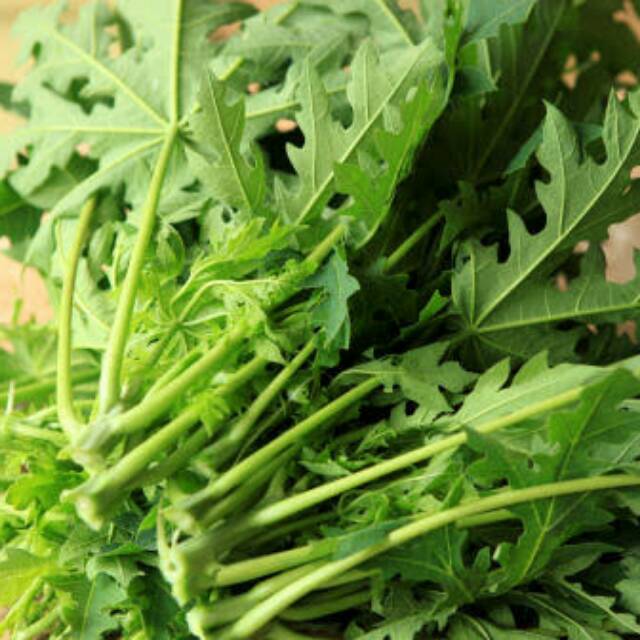 

Daun pepaya pahit(per ikat)