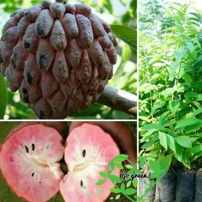 Trend U* Bibit Buah Srikaya Jumbo Merah @_@