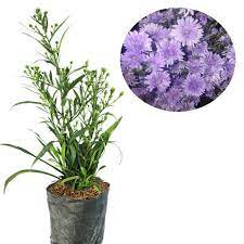 Bibit Bunga Aster Pikok (Aster sp.) - Tanaman Bunga Hias Hidup pohon hidup