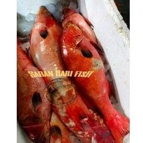 

kerapu lodi/sunu merah segar