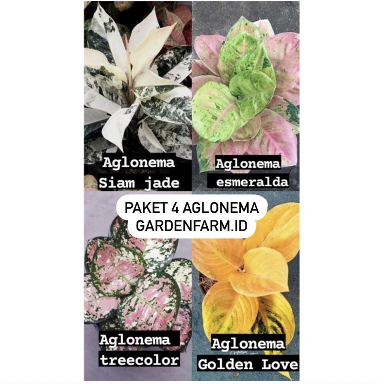 PROMO paket 4 anglonema // aglonema siam jade / esmeralda / golden love Gardenfarm