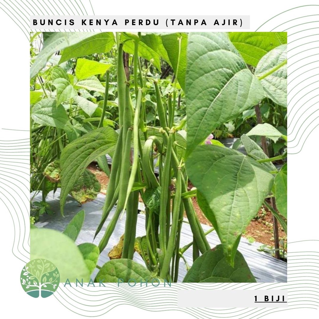 Benih Bibit Biji - Buncis Kenya Tipe Perdu Tanpa Ajir Seeds - Panen Dalam 45 Hari