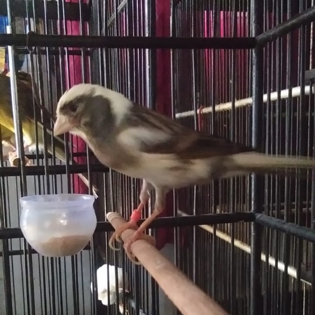 Makanan import kenari ys