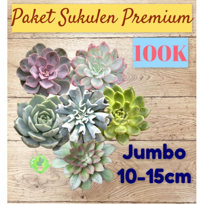 Paket Sukulen Besar 6Pcs Free Pot