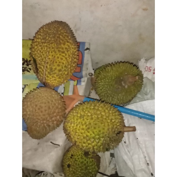 

durian musangking