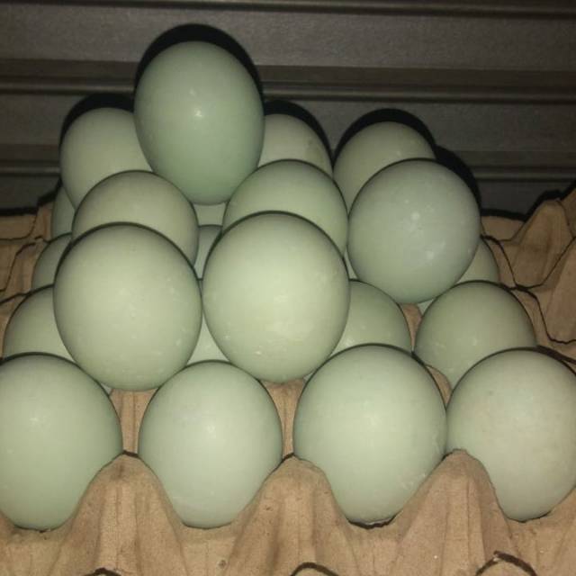 

Telur Asin Original Dan Asap Asli Brebes