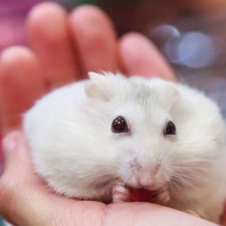 Hamster Winter White Lucu Jinak Aman Segala Usia Jinak Murah Kirim Seluruh INDONESIA