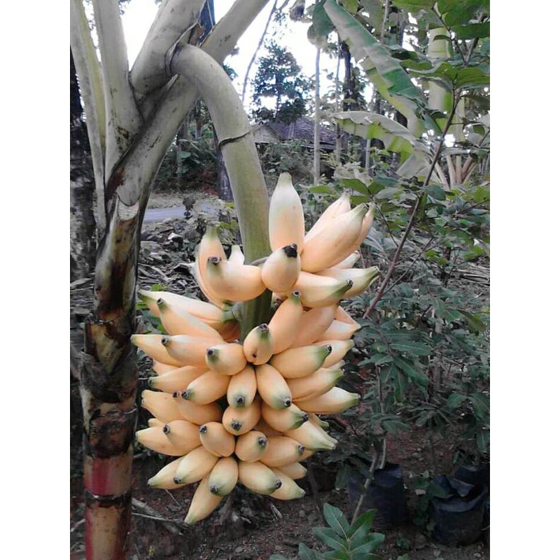 bibit pisang ulin super murah