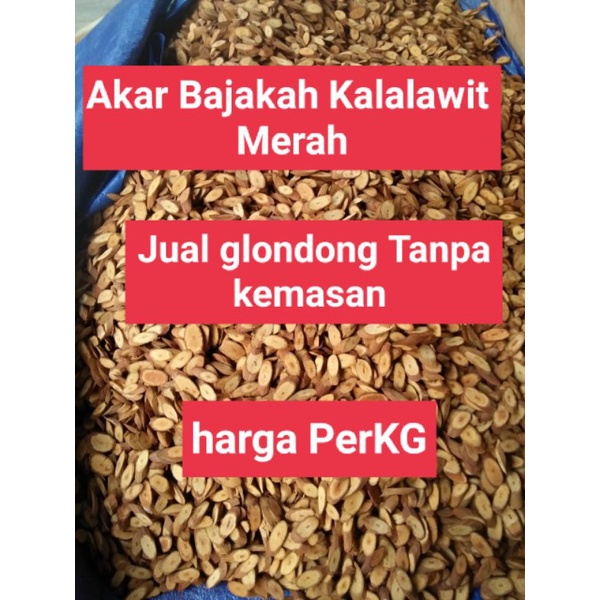 

Bajakah Kalalawit merah glondongan tanpa kemasan