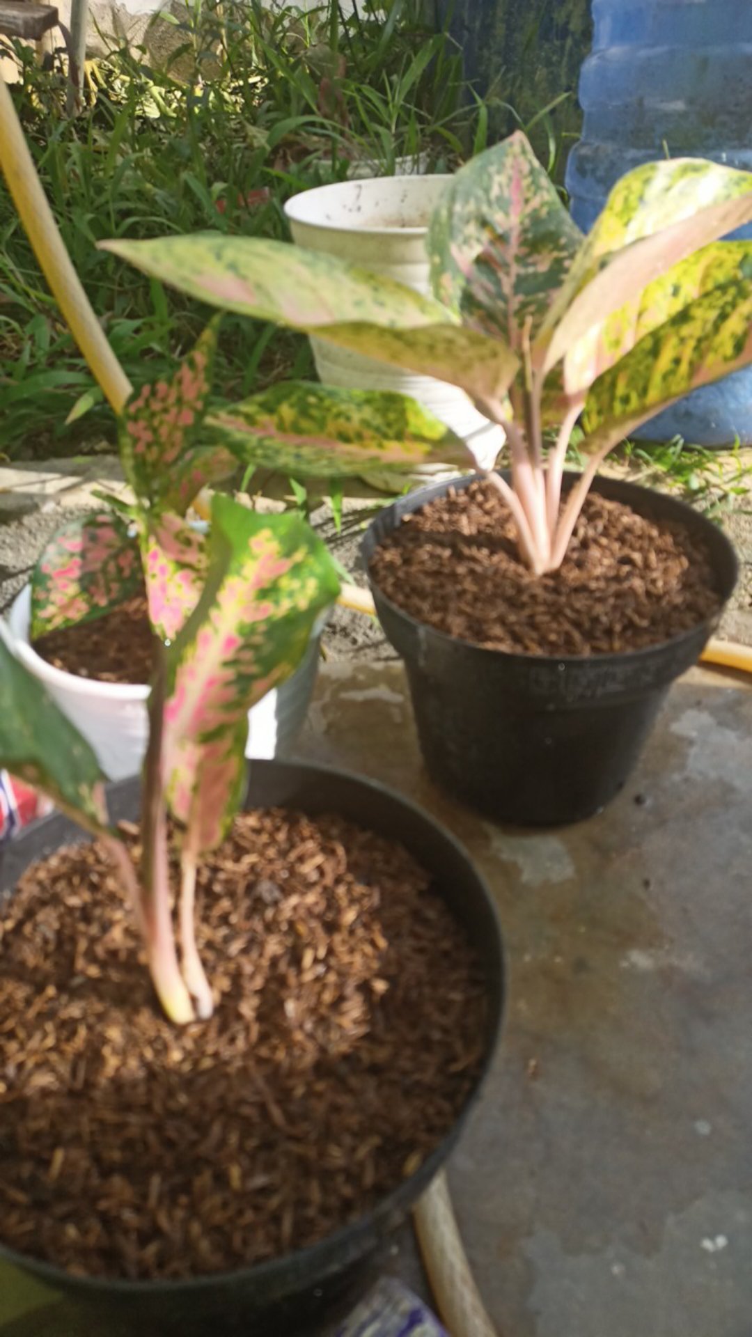 Bunga Aglonema Paket 3 Batang