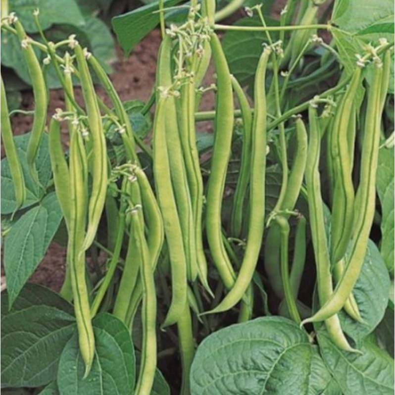 5 biji benih sayur buncis tala/ buncis prancis