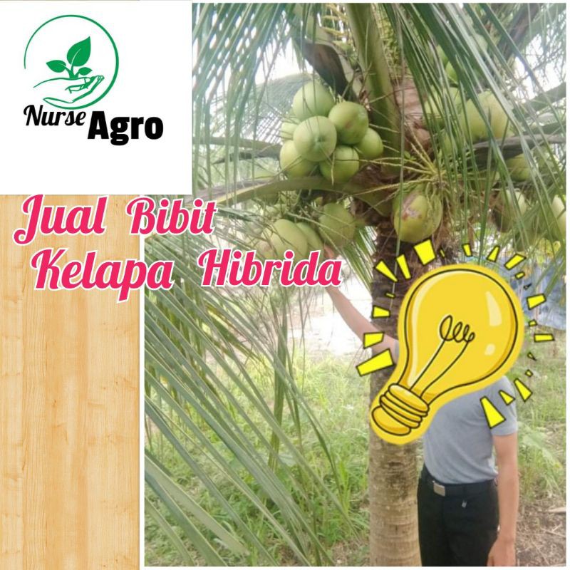Bibit Kelapa Hijau dan Gading Hibrida/Genjah
