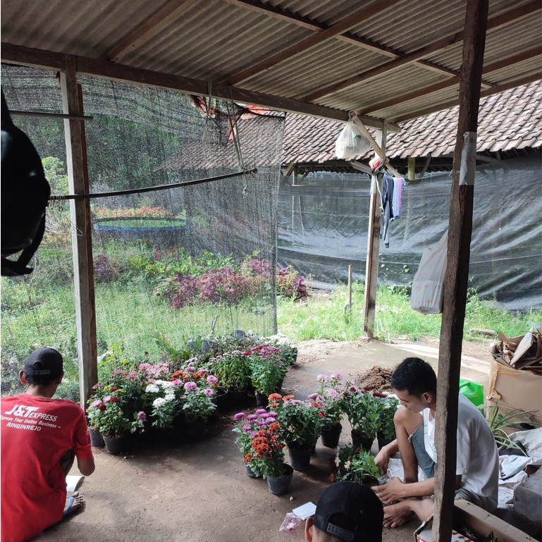 Bunga Asoka Putih Bunga Murah Tanaman Hias Ixora Chinensis Tanaman Hias Harga Terjangkau