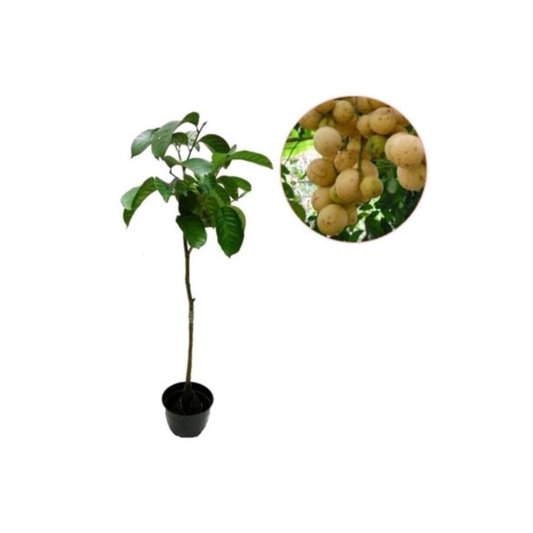 BIBIT BUAH DUKU PALEMBANG TANPA BIJI
