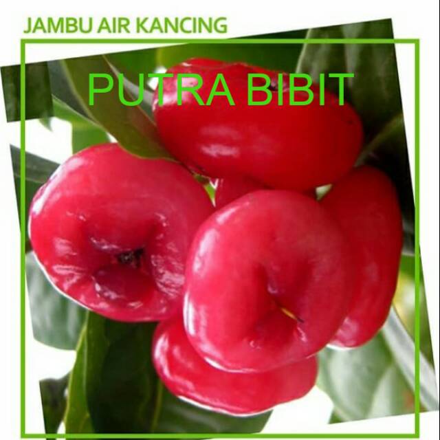 Bibit buah jambu air kancing Bibit buah jambu air okulasi