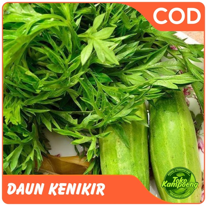 

Daun Kenikir 250 gr