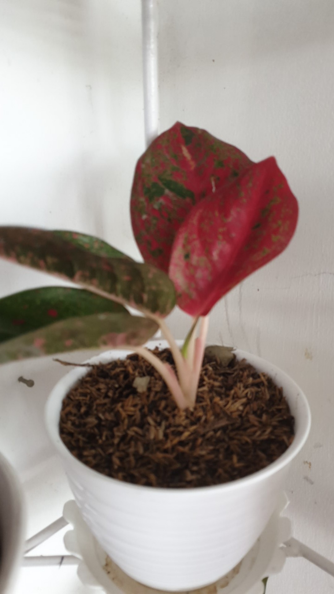 Promo Aglonema Red Stardust Murah  (red Stardust)