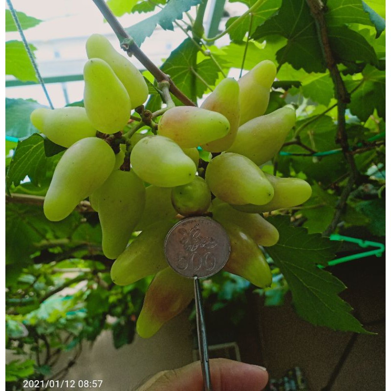 Bibit Entress Anggur Import