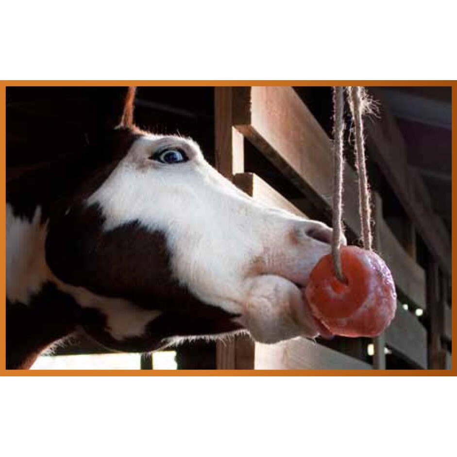 Licking Himalayan Salt for Cattle Garam Himalaya Jilat Ternak