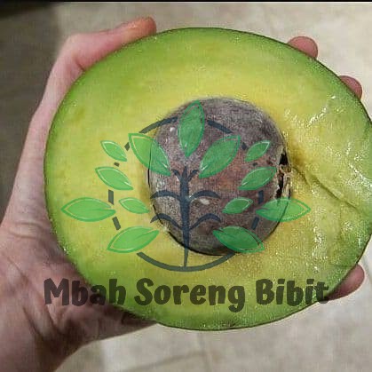 Bibit Alpukat Kendil - Bibit Alpukat Okulasi
