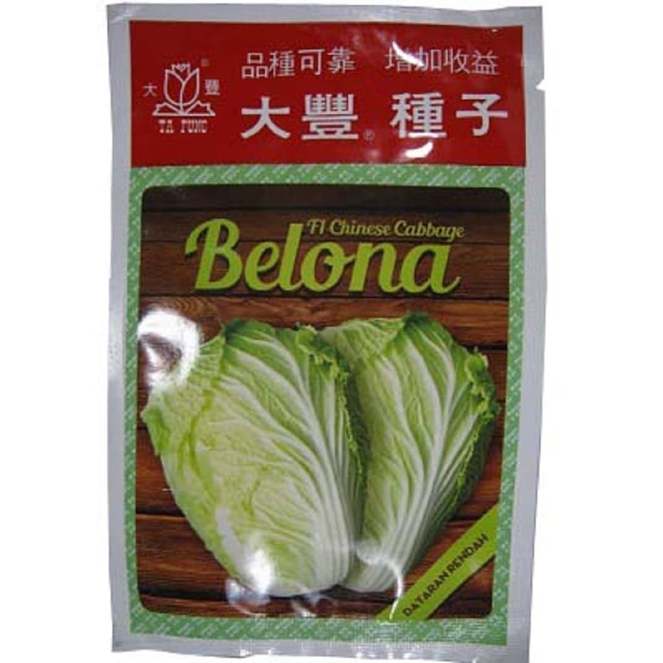 Benih Pertanian Sawi Putih Belona F1 Chinese Cabbage [10 Gr]