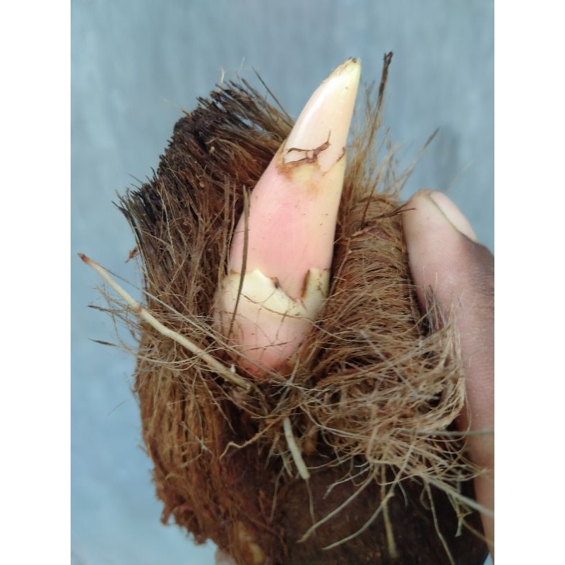 bibit bahan BONSAI kelapa wulung