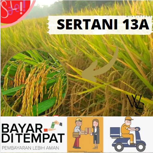 Benih Bibit Padi SERTANI 13 Berkualitas