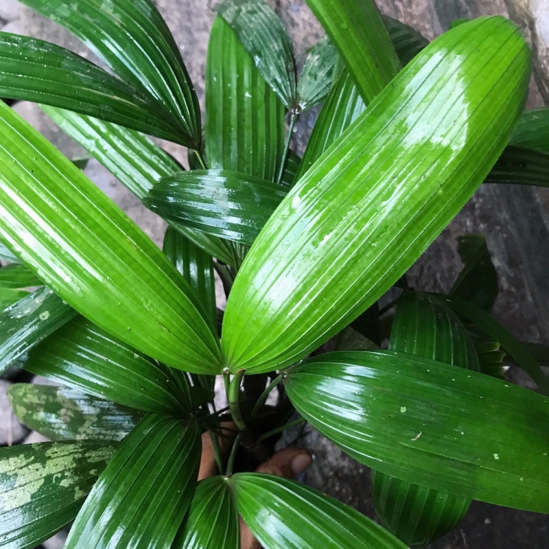 TANAMAN PALEM REGU BIBIT MINI SUPER