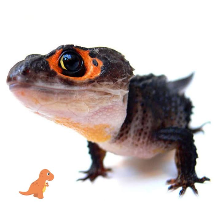 Kandang Reptil Obat Hewan Makanan Hewan Dÿ Dÿ Kadal Duri