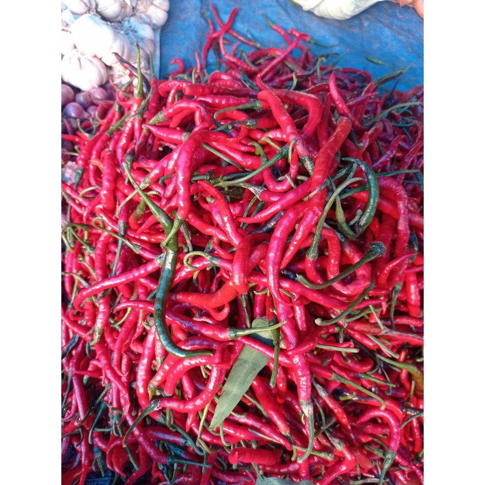 

Cabe Merah