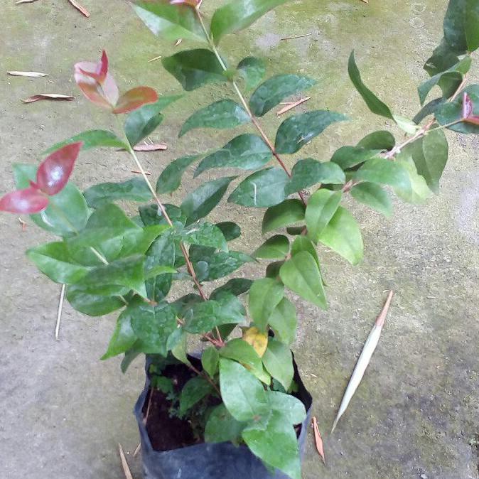 Bibit Pohon Dewandaru Bibit Dewandaru Buah Dewandaru Pohon Siyanto Vcet