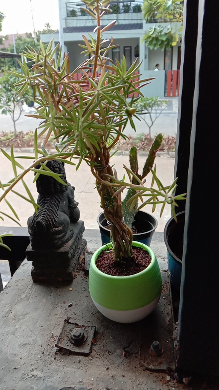 Bonsai Krokot mossrose bunga pukul 9 Shopee Indonesia Bonsai Krokot mossrose bunga pukul 9 Shopee Indonesia