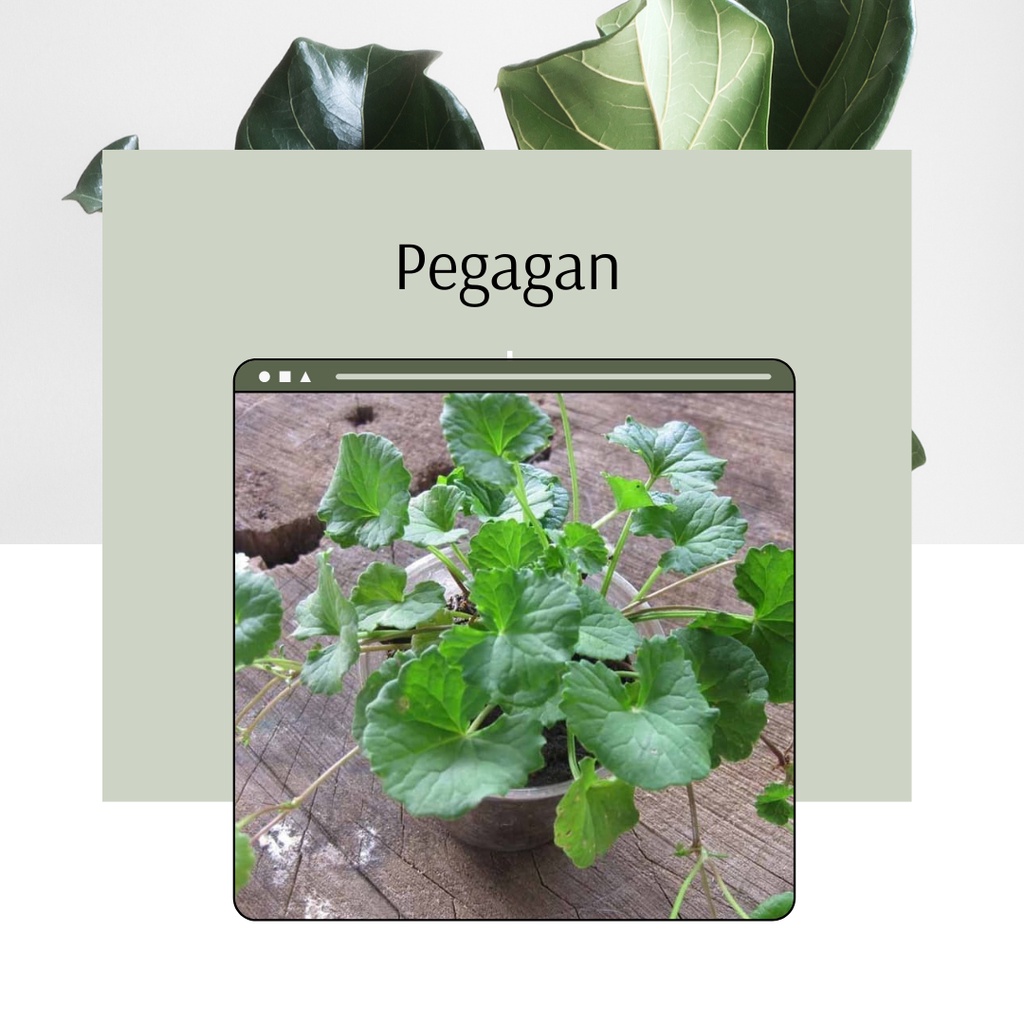 Tanaman Hias Pegagan Bunga Hias Pegagan Hias Tanaman Pegagan