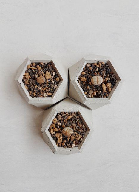 Pot Mini Sukulen/kaktus Segi Enam D:7 Cm