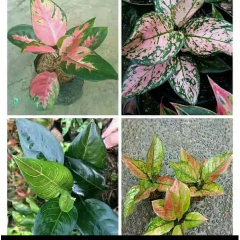 Paket 4 Aglonema ,Red kocin-Lady valentine-Rotundum-Heng_heng
