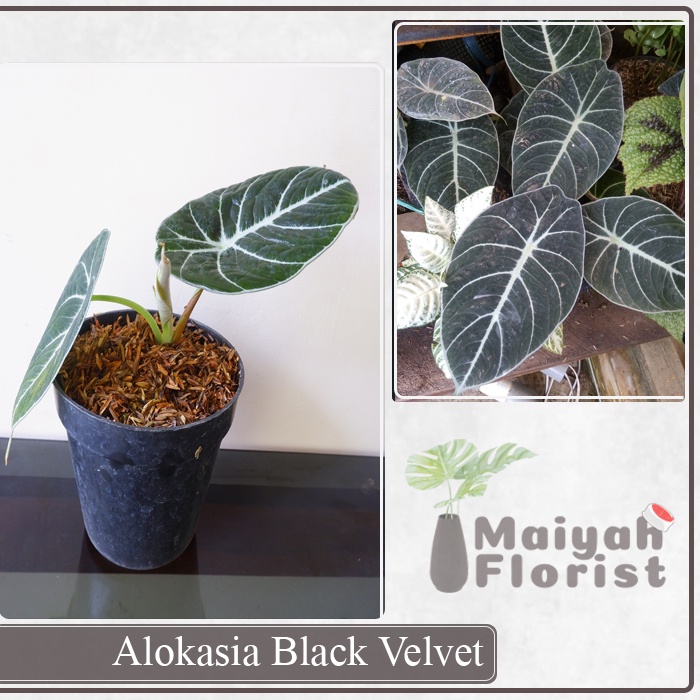 Alokasia Black Velvet - Keladi - Alocasia - Tanaman Hias